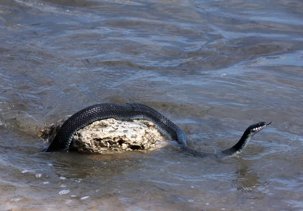 Caspian water snake (Natrix tessellata) — Stock Photo, Image