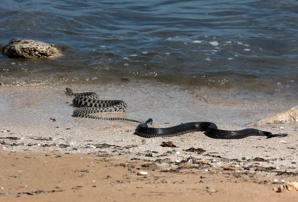 Cobra-da-água-do-cáspio (Natrix tessellata ) — Fotografia de Stock