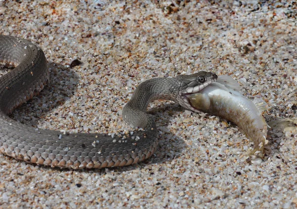 Successful fishing of Caspian water snake (Natrix tessellata) — Stock Photo, Image