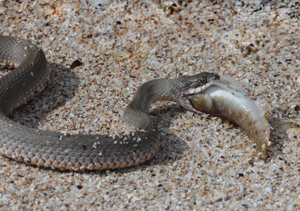 Successful fishing of Caspian water snake (Natrix tessellata)