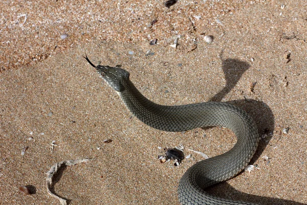 Cobra-da-água-do-cáspio (Natrix tessellata ) — Fotografia de Stock