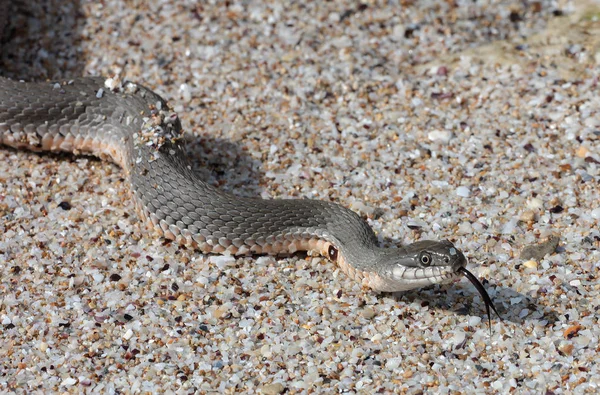 Hazar su yılanı (Natrix tessellata)