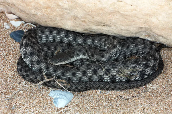Serpente d'acqua del Mar Caspio (Natrix tessellata ) — Foto Stock