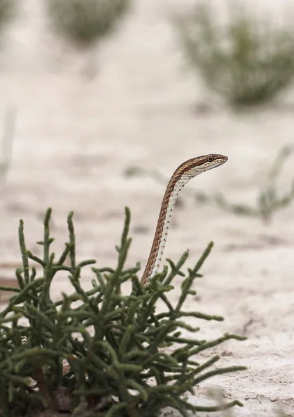Colubrid snake - Psammophis lineolatus — Stock Photo, Image
