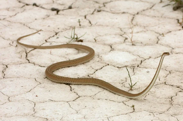 Serpent colubridé - Psammophis lineolatus — Photo