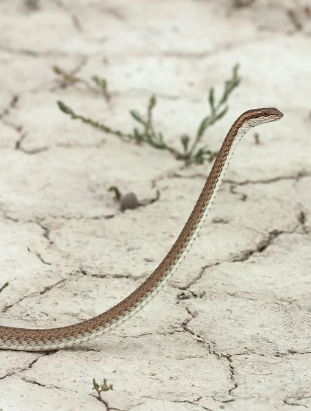 Cobra colubrida - Psammophis lineolatus — Fotografia de Stock