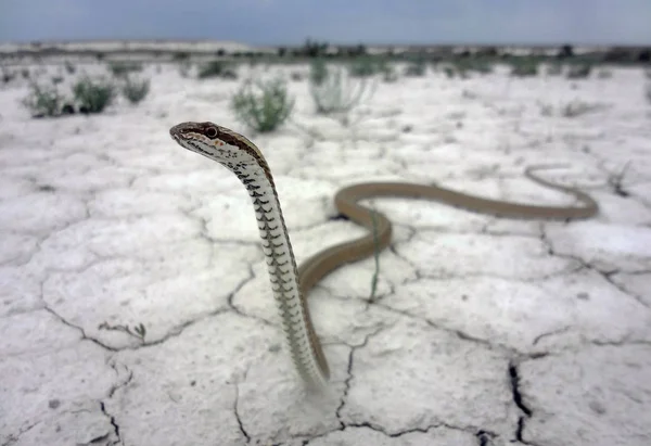 Cobra colubrida - Psammophis lineolatus — Fotografia de Stock