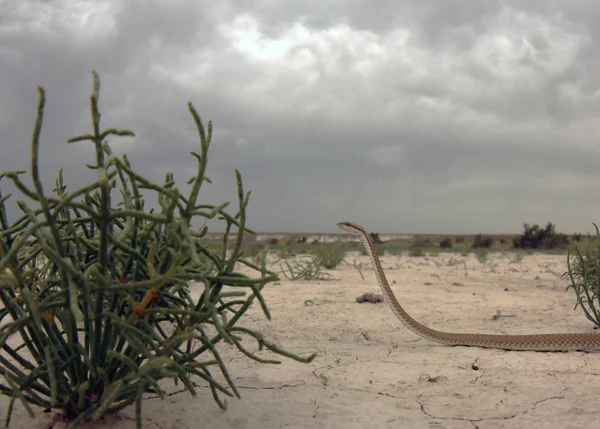 Colubrid snake - Psammophis lineolatus — Stock Photo, Image