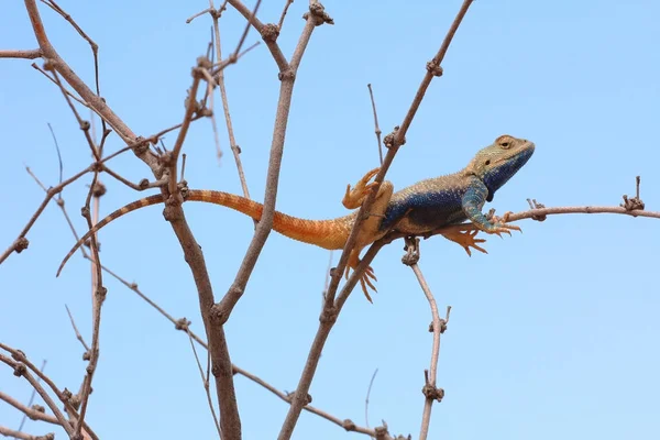 Iguanian lizard - Trapelus sanguinolentus, male in sexual behaviour — Stock Photo, Image
