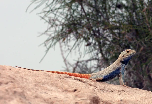 Iguanian lizard - Trapelus sanguinolentus, male in sexual behaviour — Stock Photo, Image