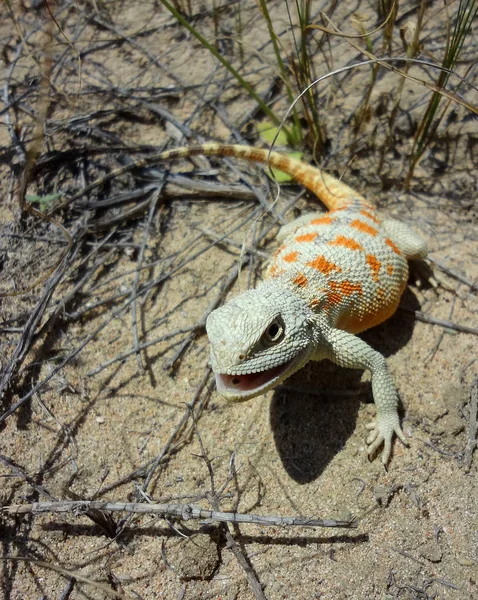 Lagarto-do-Iguaçu - Trapelus sanguinolentus, fêmea em comportamento sexual — Fotografia de Stock