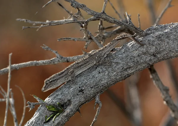Gekos - Mediodactylus russowii.