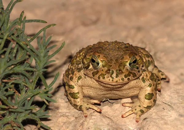 Ropucha zielona (Bufo viridis) — Zdjęcie stockowe