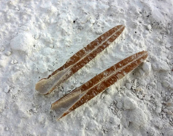 Mezozoik Çağı fosiller. Belemnites