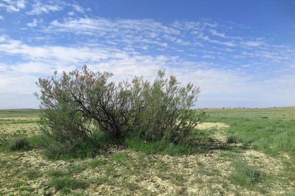 Arbusto perenne de tamarisco — Foto de Stock