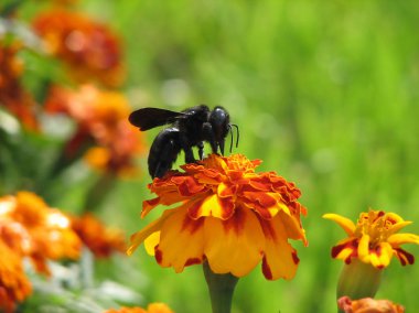 Menekşe marangoz arı (Xylocopa violacea)