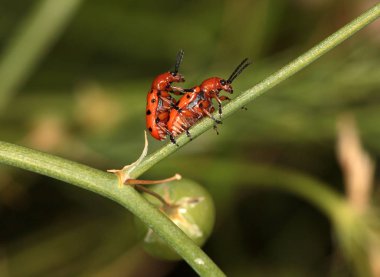 Benekli kuşkonmaz böcek (Crioceris duodecimpunctata)