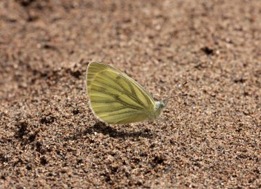 Beyaz (pieris napi yeşil damarlı)