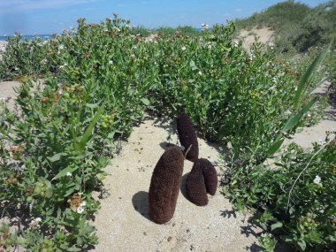 Çöl başparmak (Cynomorium coccineum)