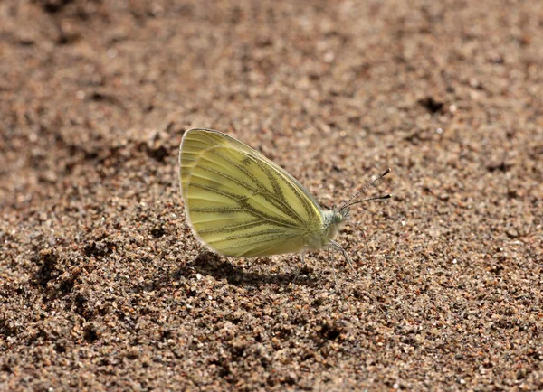 Beyaz (pieris napi yeşil damarlı)