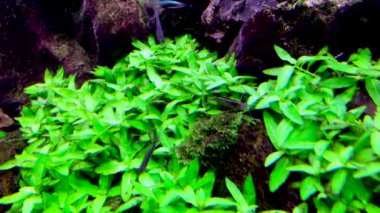 Taze yeşil su tesisi yakın çekim