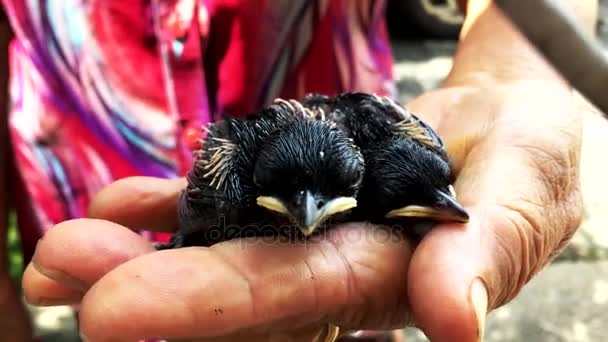 Petit oiseau nouveau-né mignon sur la main de la vieille femme — Video