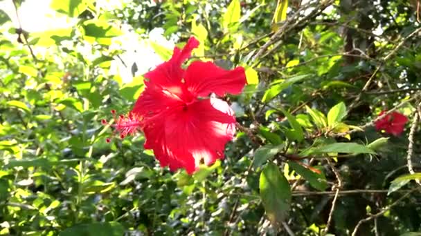 Primo piano del fiore di ibisco rosso nel parco — Video Stock
