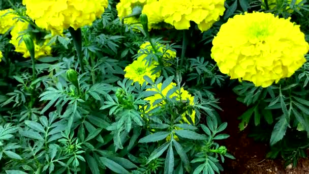 Close up of yellow marigold flowers in the park — Stock Video