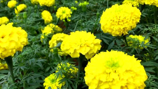 Close up of yellow marigold flowers in the park — Stock Video