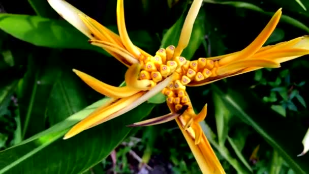 Bird of paradise in the park — Stock Video