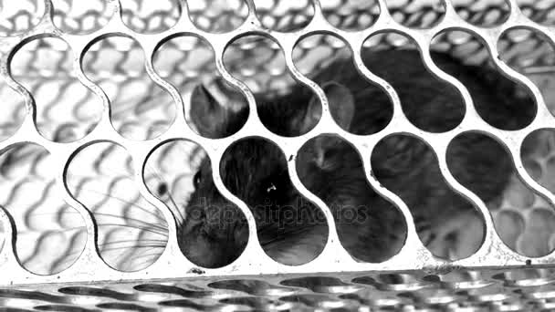 Souris piégée dans une cage métallique — Video