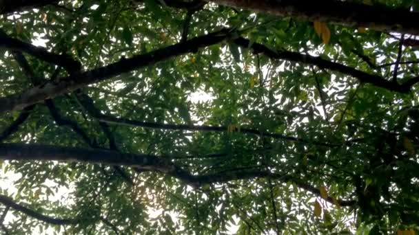 Opzoeken van een takken van oude boom in het park — Stockvideo