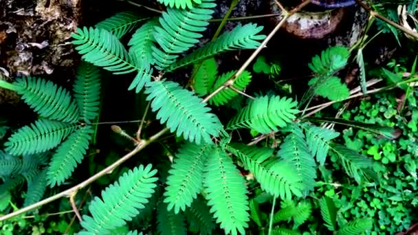 Planta sensibilă Mimosa Pudica reacționează la vânt — Videoclip de stoc