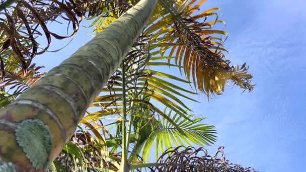 Palmiers sur fond de ciel bleu — Video