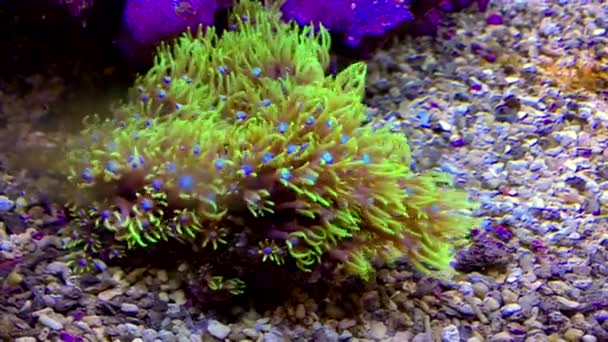 Közelkép a szép cloral a tenger alatt — Stock videók