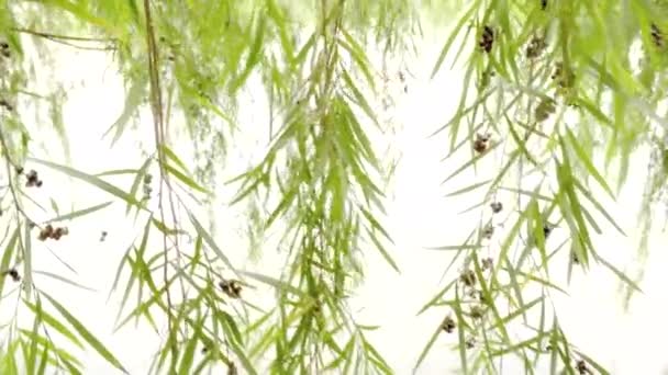 Närbild av weeping willow — Stockvideo