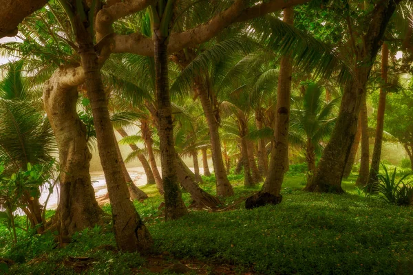 Tropisk skog medan regn — Stockfoto