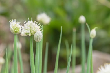 Organic scallions flowering at rural garden in the North Vietnam
