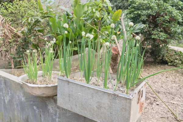 Metal pots with scallions flowering at organic garden in country side Vietnam — Stok fotoğraf