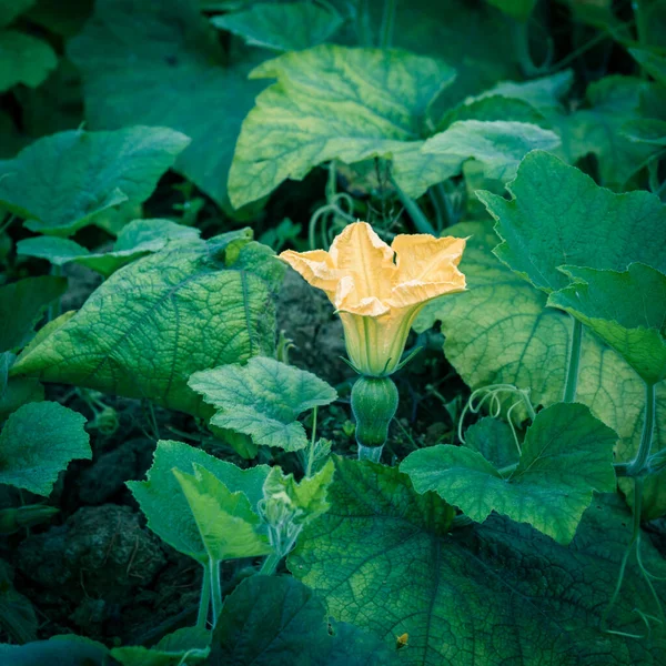 Squash květiny a mladé ovoce close-up v kuchyni zahradní farma ve Vietnamu — Stock fotografie