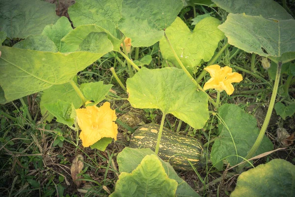 Πράσινη κολοκύθα κολοκύθα σκουός έτοιμος να συγκομιδή στο αγρόκτημα κήπο κουζίνα στο Βιετνάμ — Φωτογραφία Αρχείου