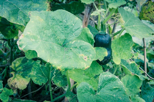 Pumpkin muda close-up tumbuh pada teralis bambu di kebun dapur di Vietnam — Stok Foto