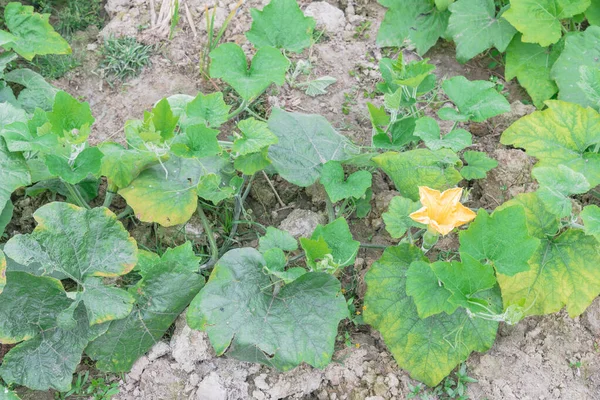 Bunga labu kuning dan buah muda di kebun dapur di Vietnam — Stok Foto