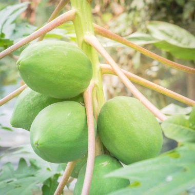 Vietnam 'da mutfak bahçesindeki ağaçta yetişen organik papaya meyvelerine yakından bakın.