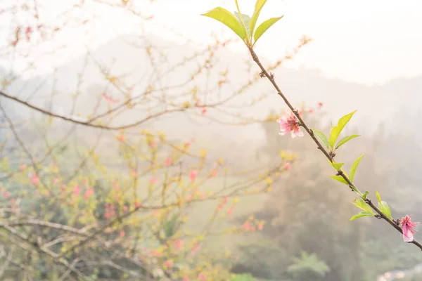 Branch of peach flower blooming in nature with mountain background in rural North Vietnam