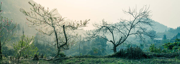 Panoramic springtime in remote North Vietnam with beautiful blooming peach flower and mountain view