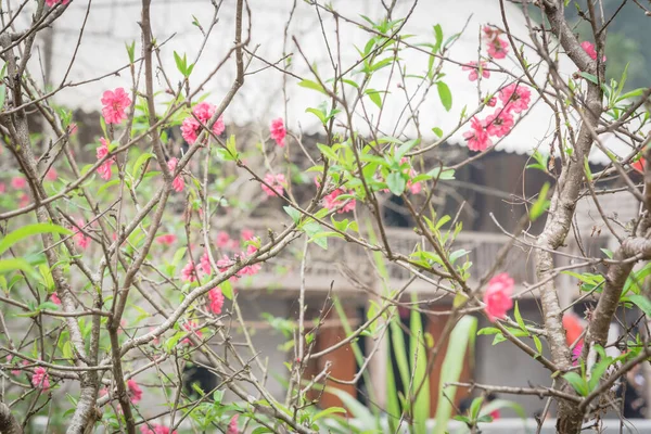 Enfoque selectivo flor de melocotón florecimiento y casa de madera en el fondo en Vietnam del Norte — Foto de Stock