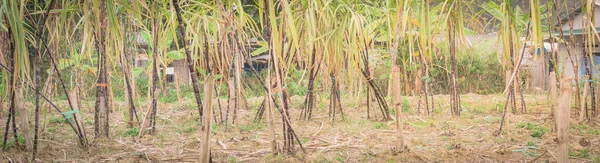 Granja panorámica de caña de azúcar morada en el campo de Vietnam del Norte — Foto de Stock