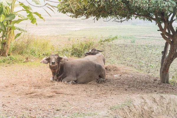 Búfalo de leashed em leashed estão descansando sob sombra de árvore no Vietnã do Norte — Fotografia de Stock