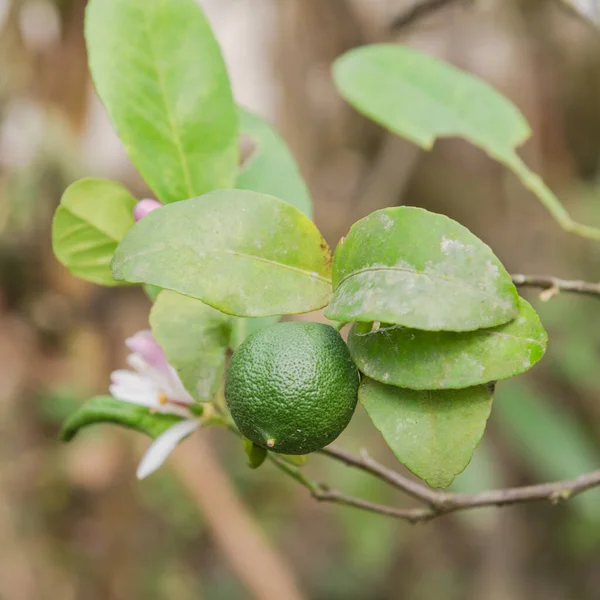 Limão verde com flores rosa e branco na árvore no jardim — Fotografia de Stock